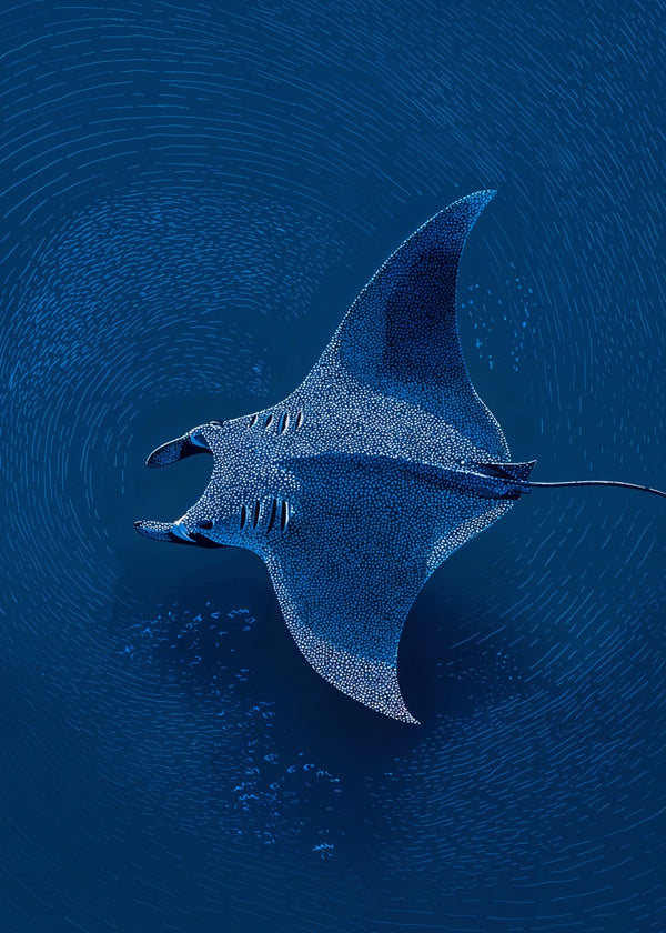 Manta Ray in Motion