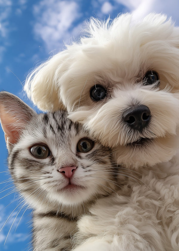 Pawsitively Adorable Duo