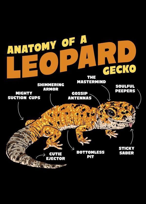 Leopard Gecko  Anatomy