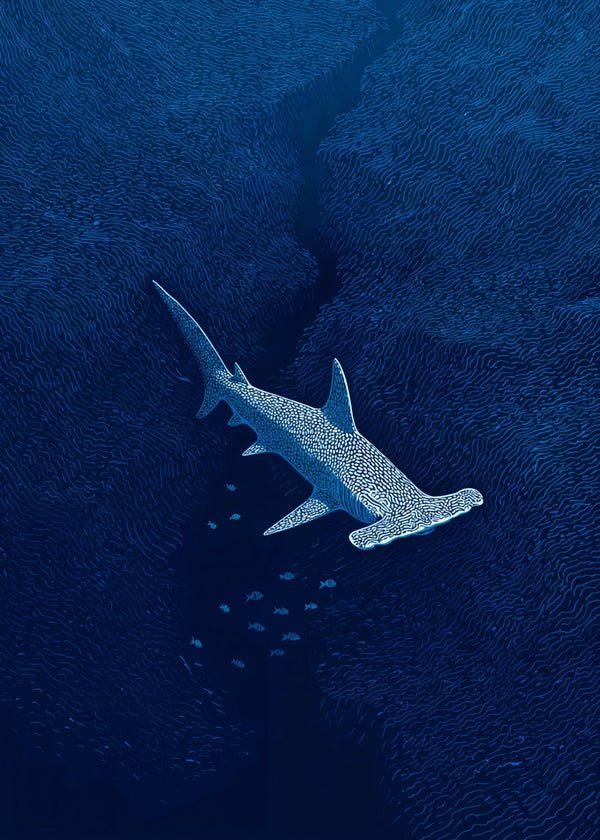 Hammerhead Shark Drift