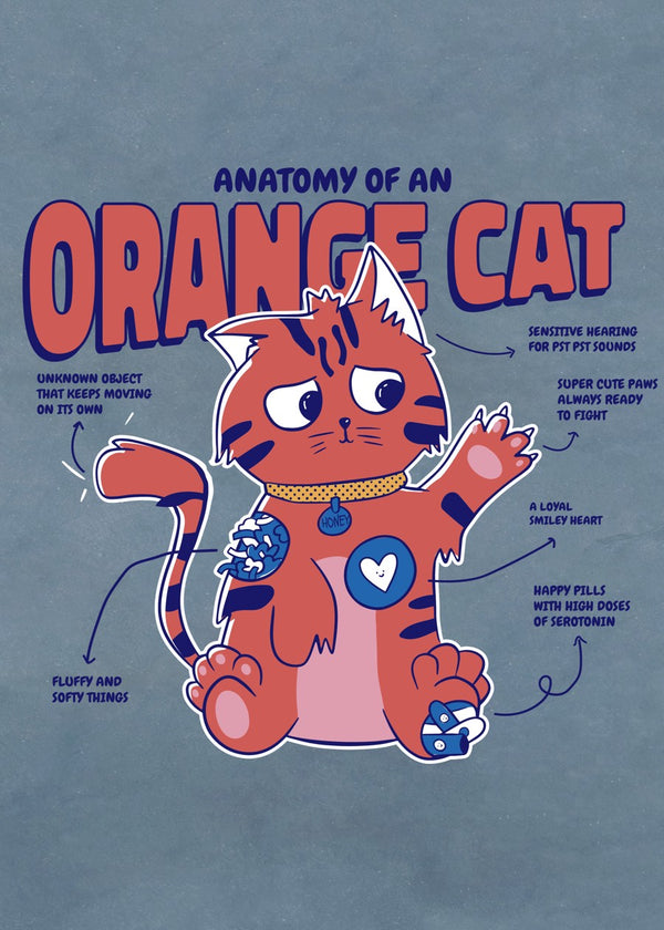 Orange Cat Anatomy
