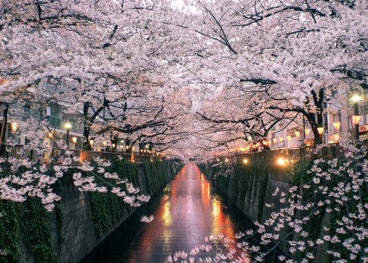 Sakura