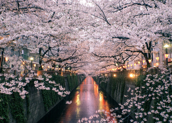 Sakura