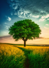 Tree of Evening Light