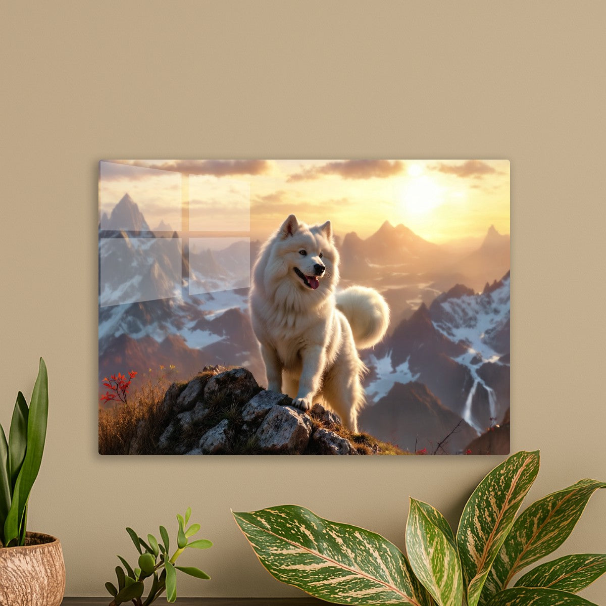 Adventures samoyed
