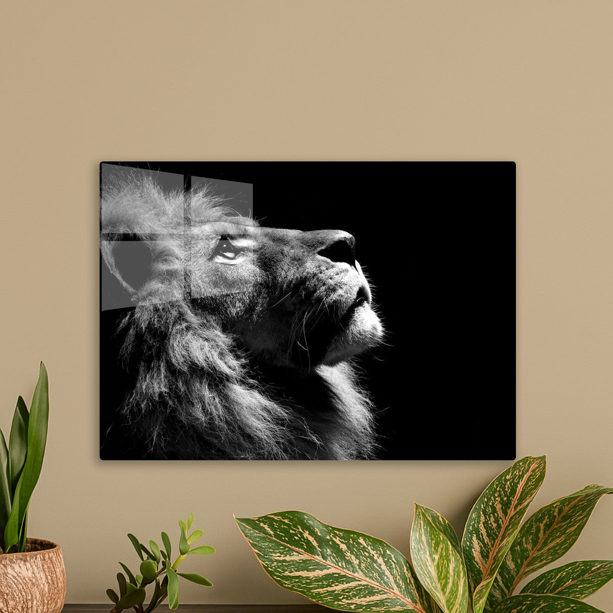 lion