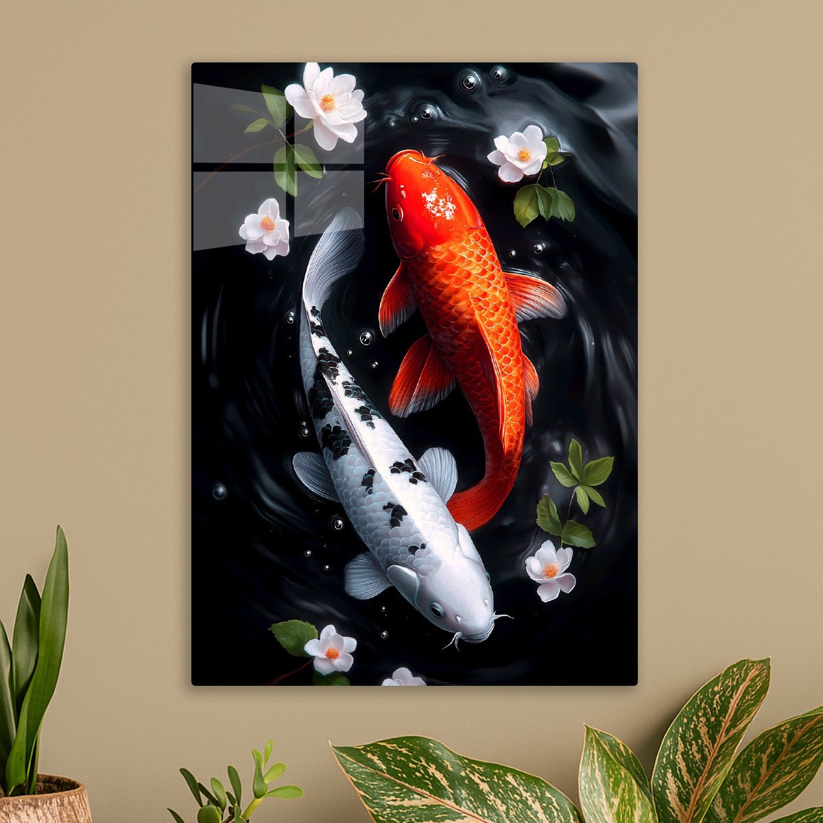 Red and white koi