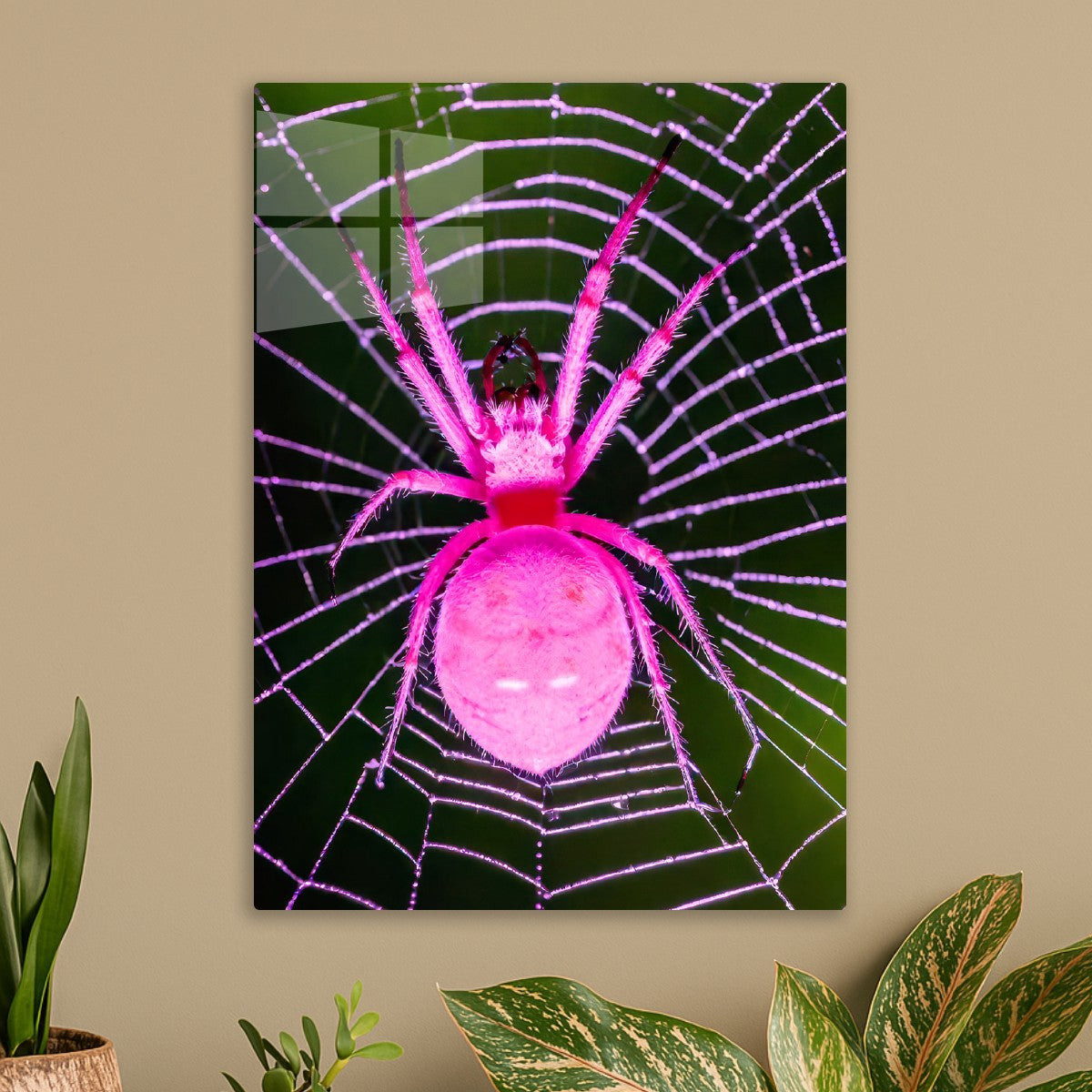 spider animal