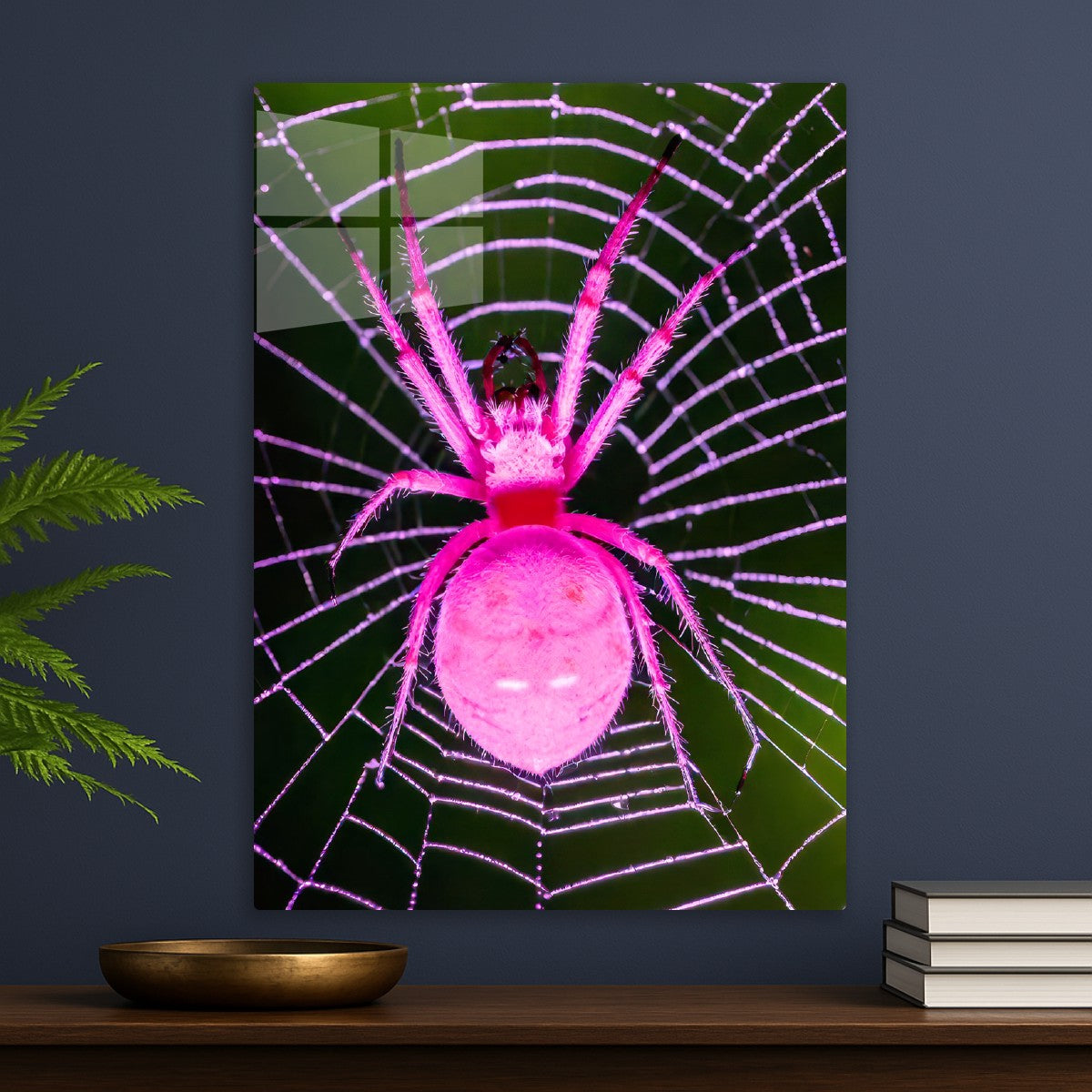 spider animal