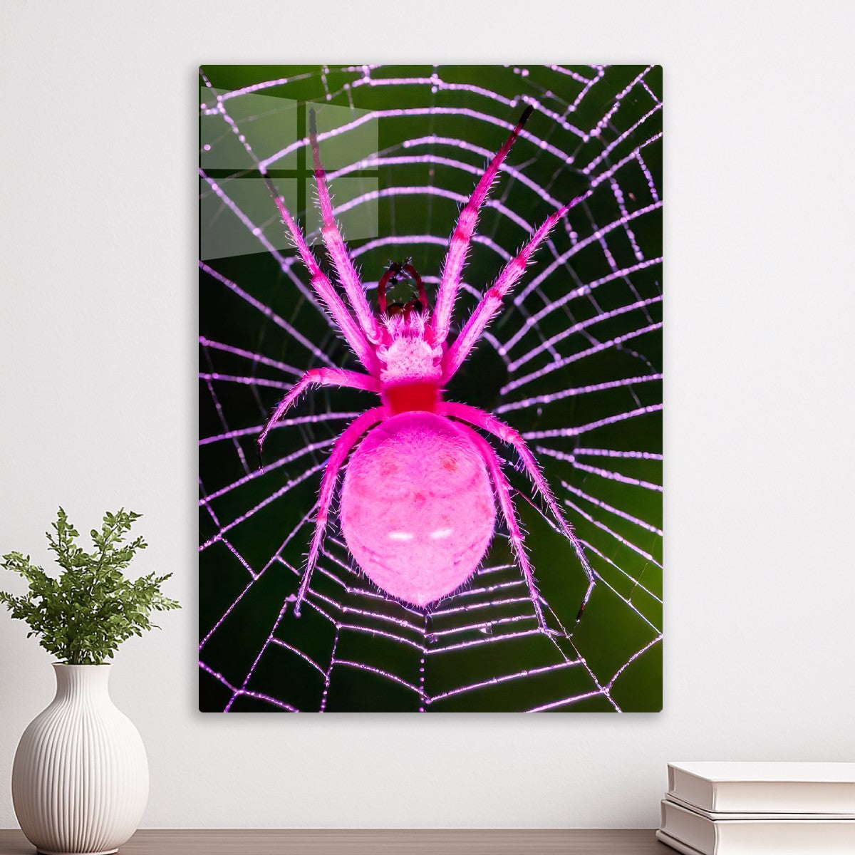 spider animal