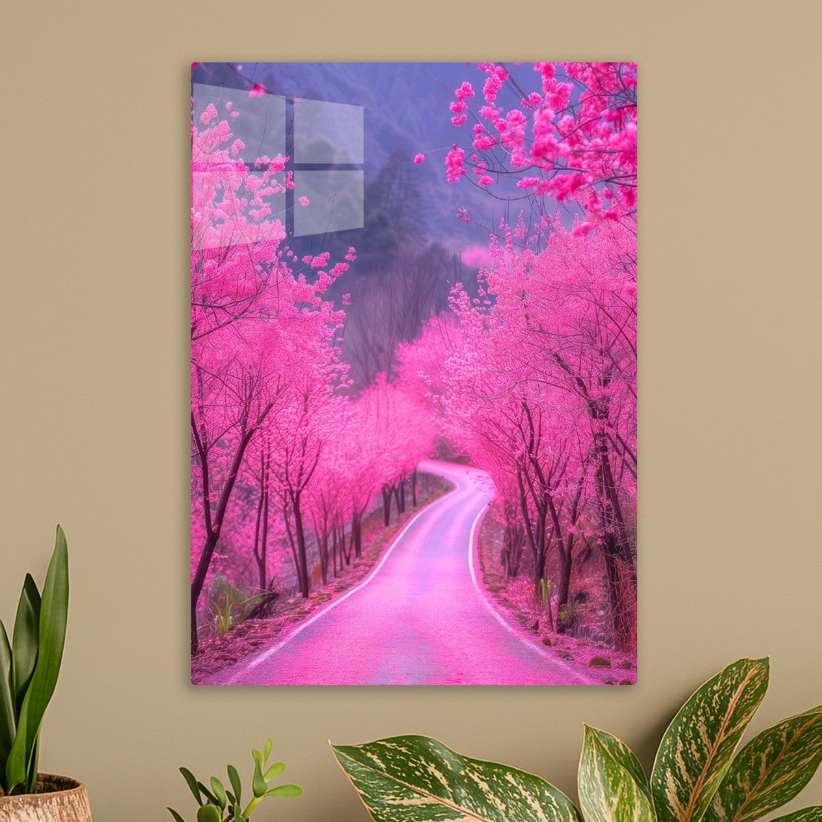 Cherry blossoms