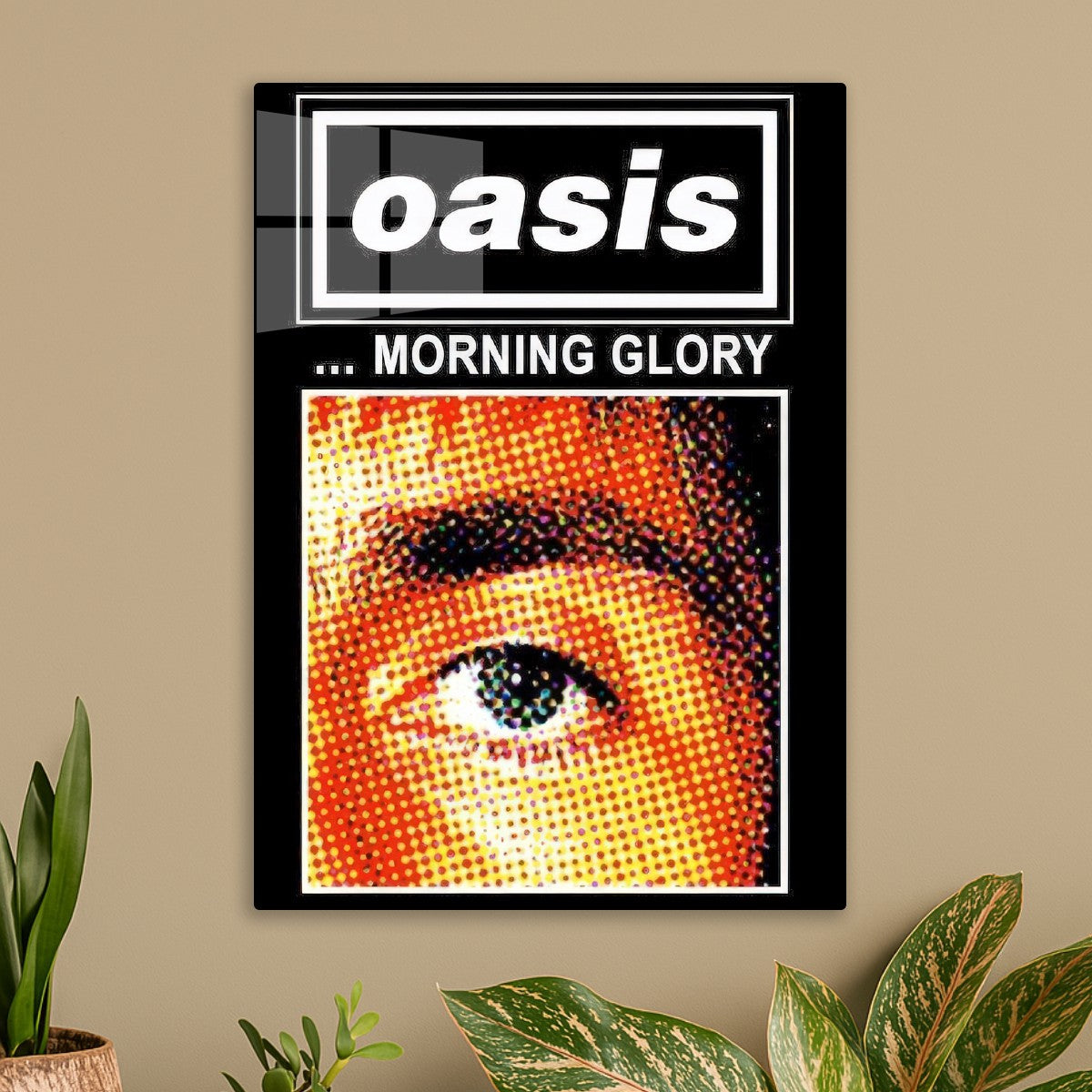 Oasis Morning Glory