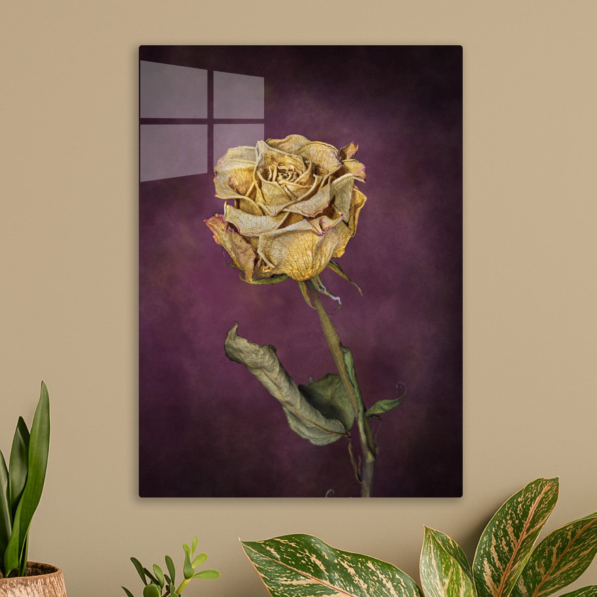 Dried Rose Still Life