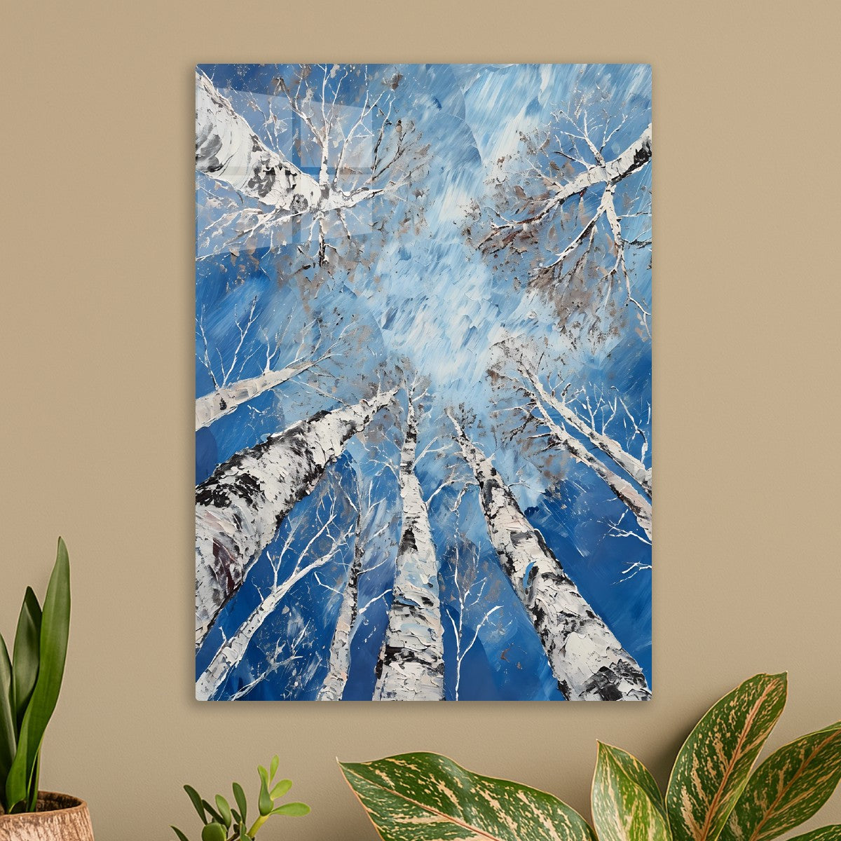 Winter Birch Canopy View