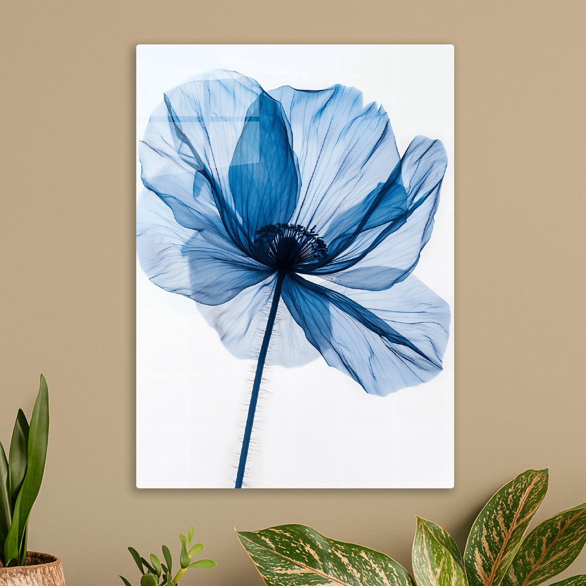 X-ray Blue Bloom
