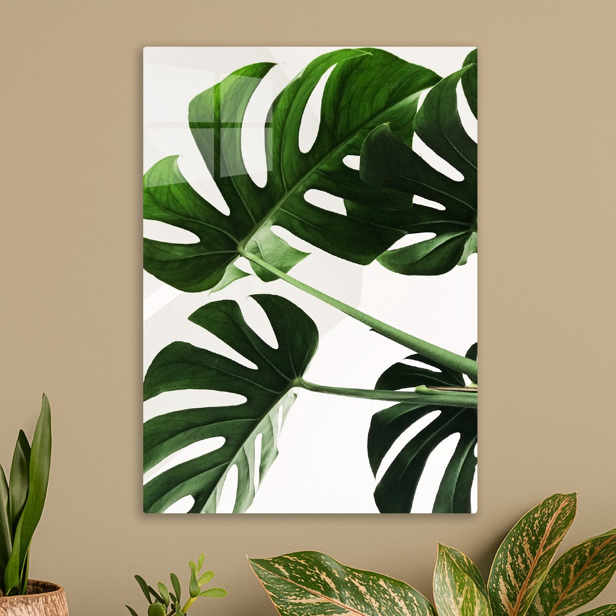 Monstera leaves