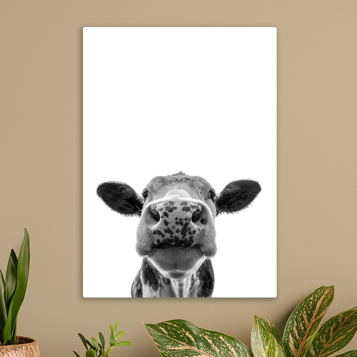 Funny Cow