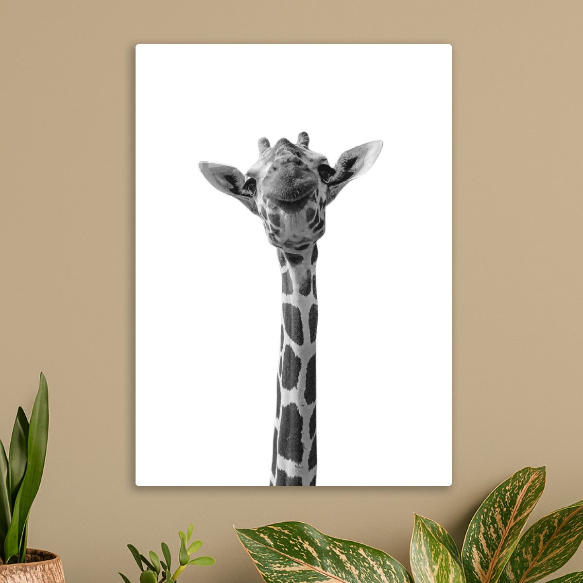 Funny Giraffe