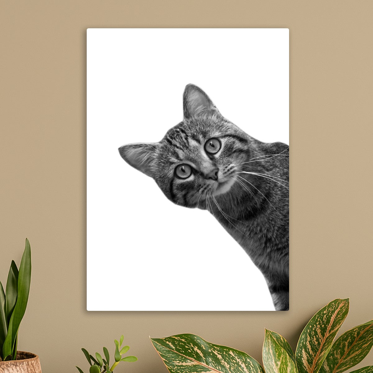 Funny Cat