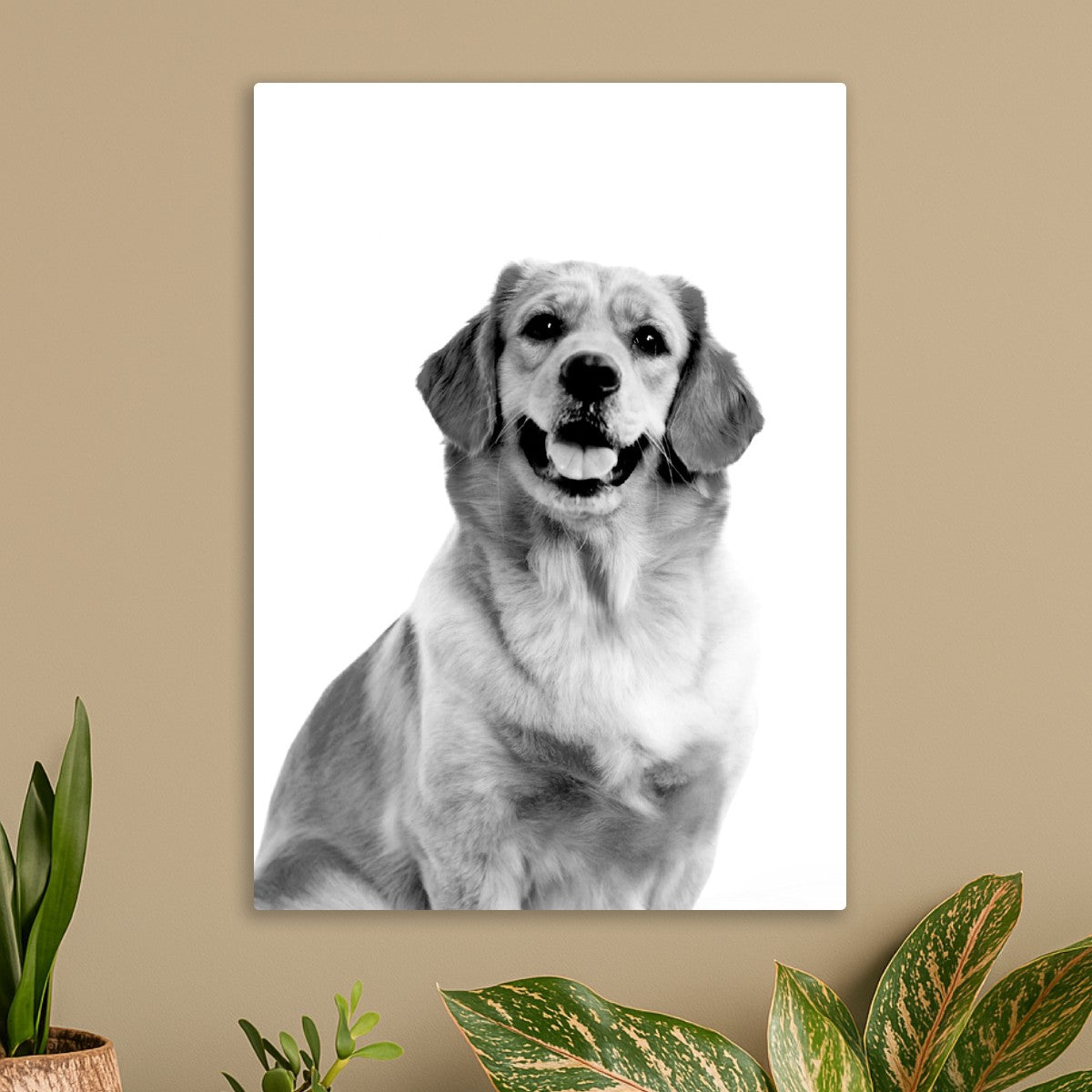 Golden Retriever Dog