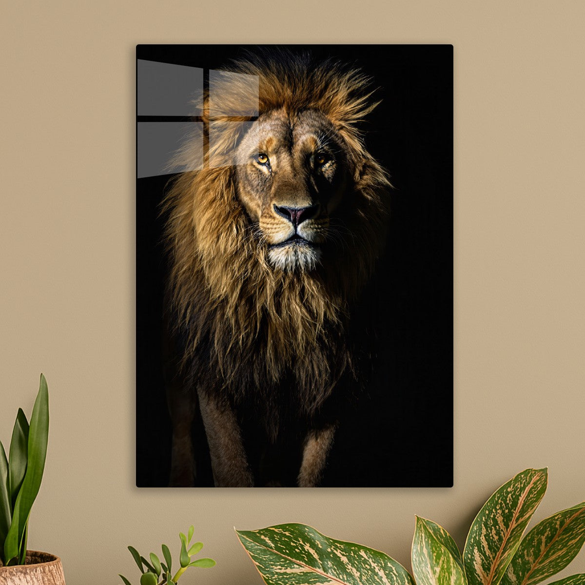 Lion King Of The Jungle