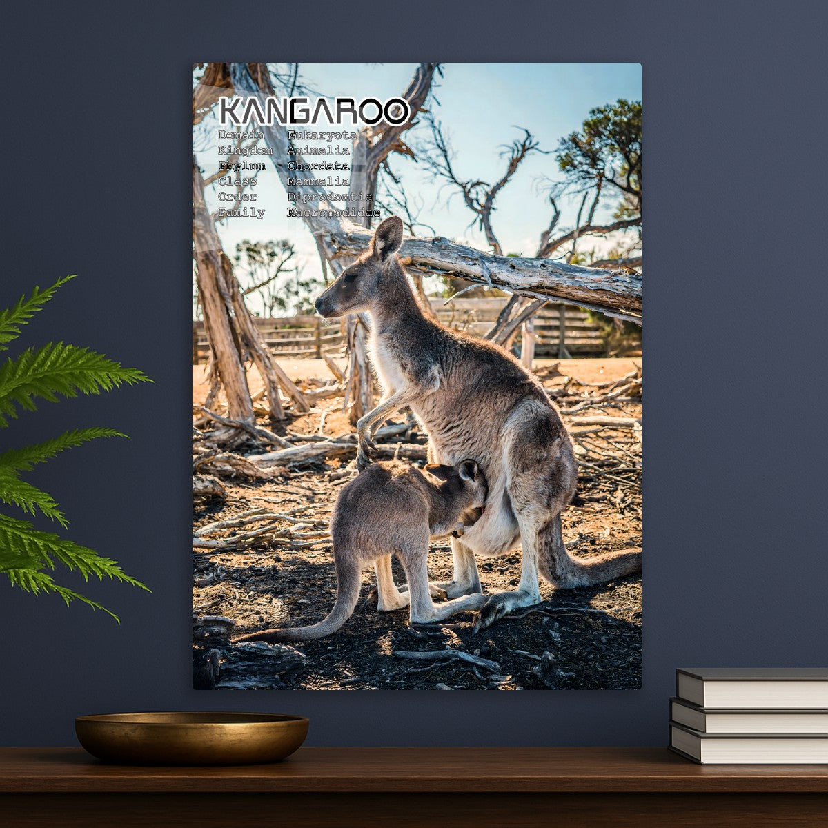 Kangaroo