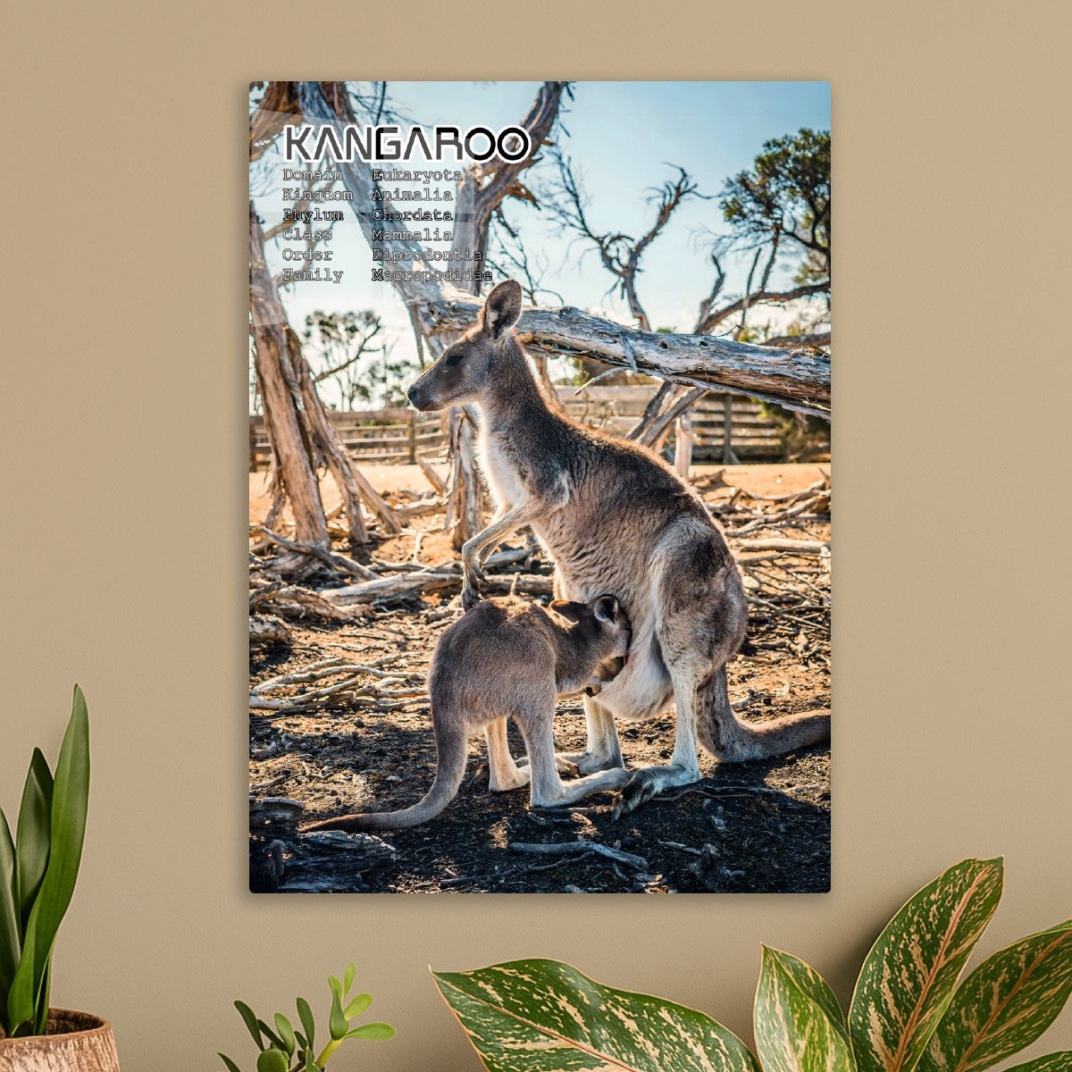 Kangaroo