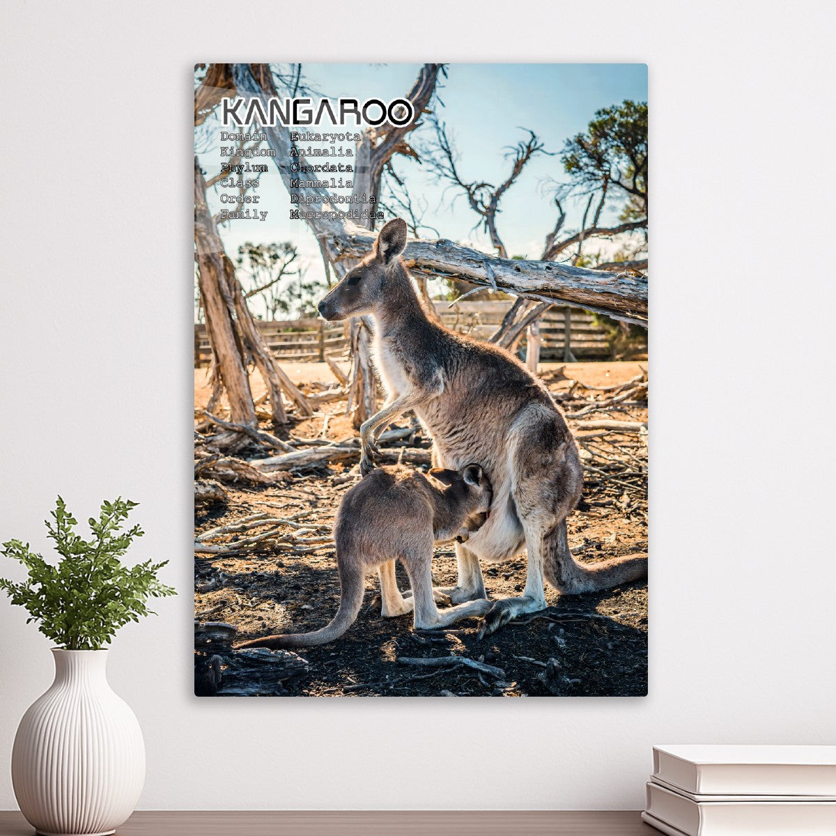 Kangaroo