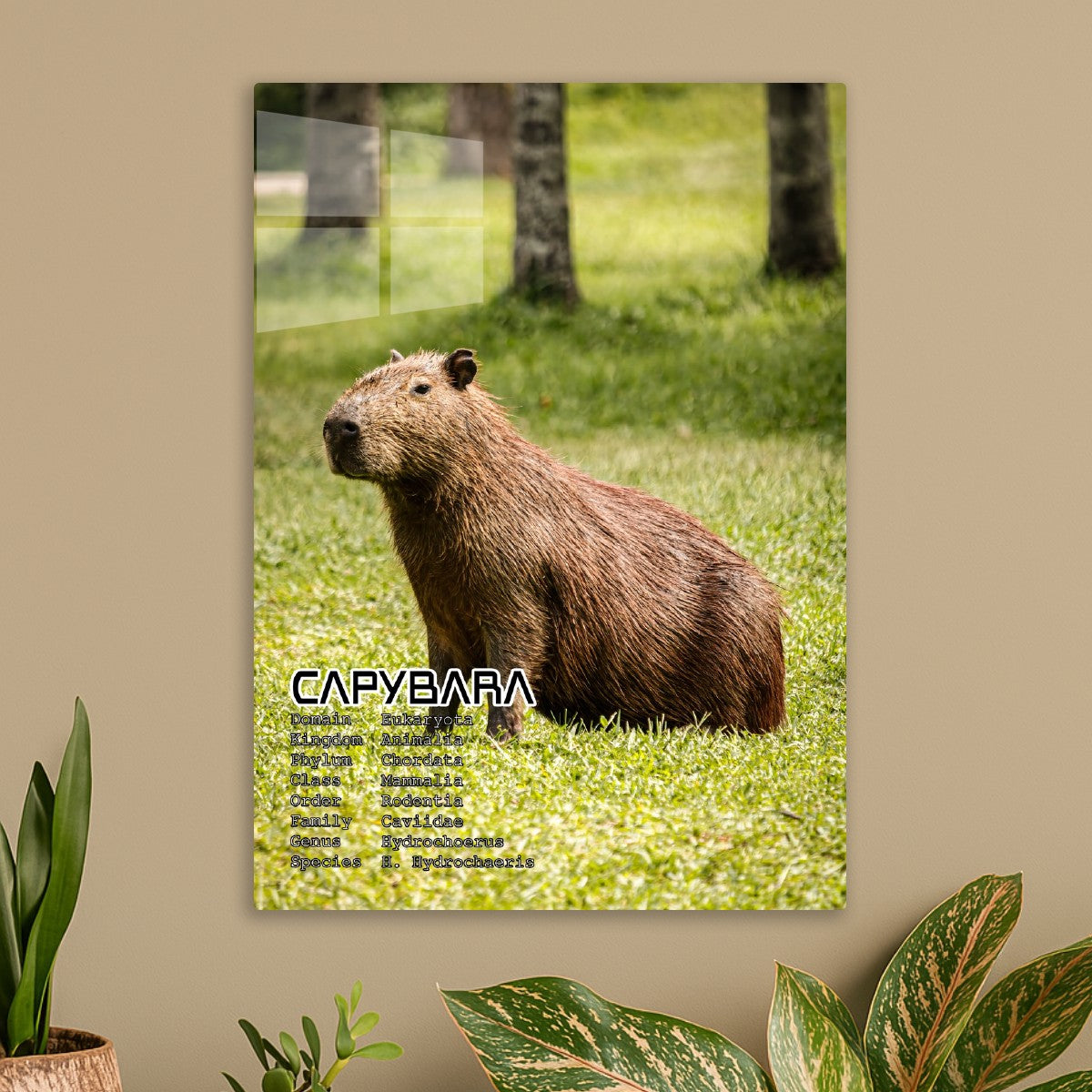 Capybara