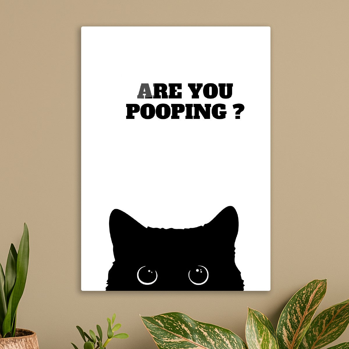 Black Cat Are you pooping 