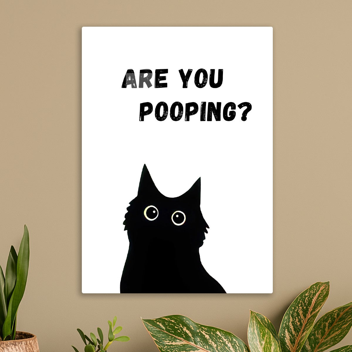 Black Cat Are you pooping