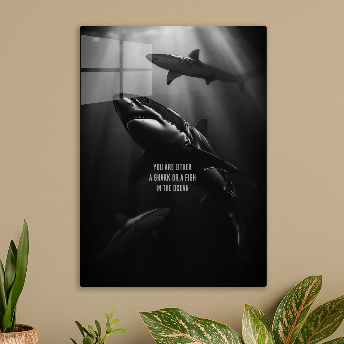 Shark 