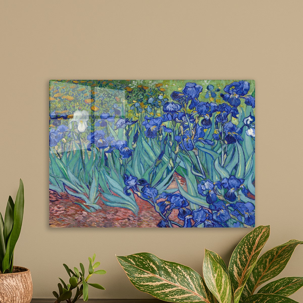 the Irises flower