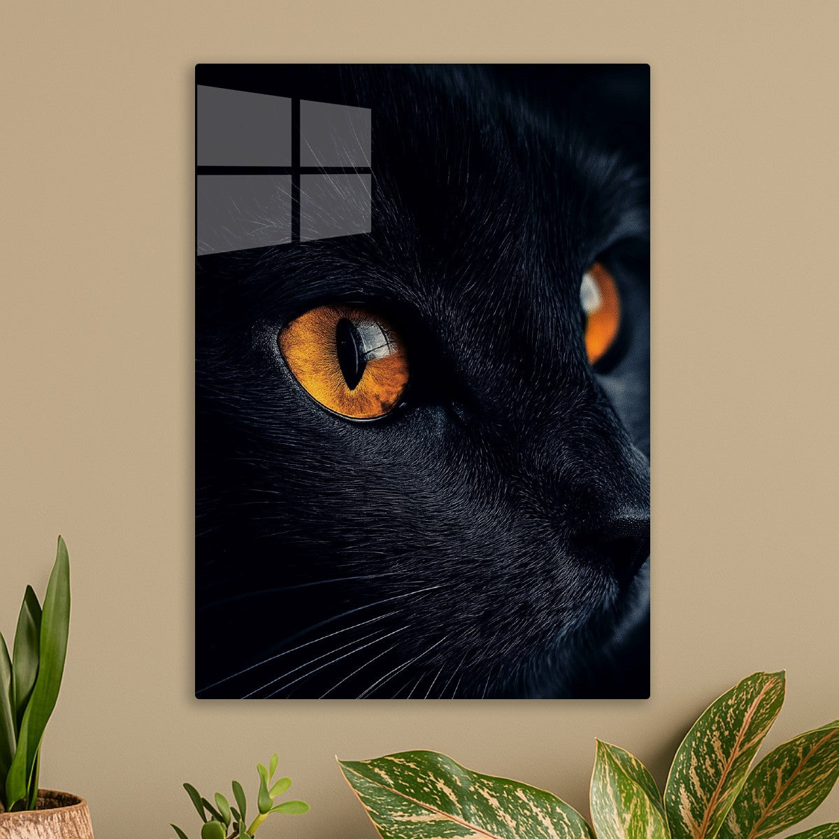 Black cat