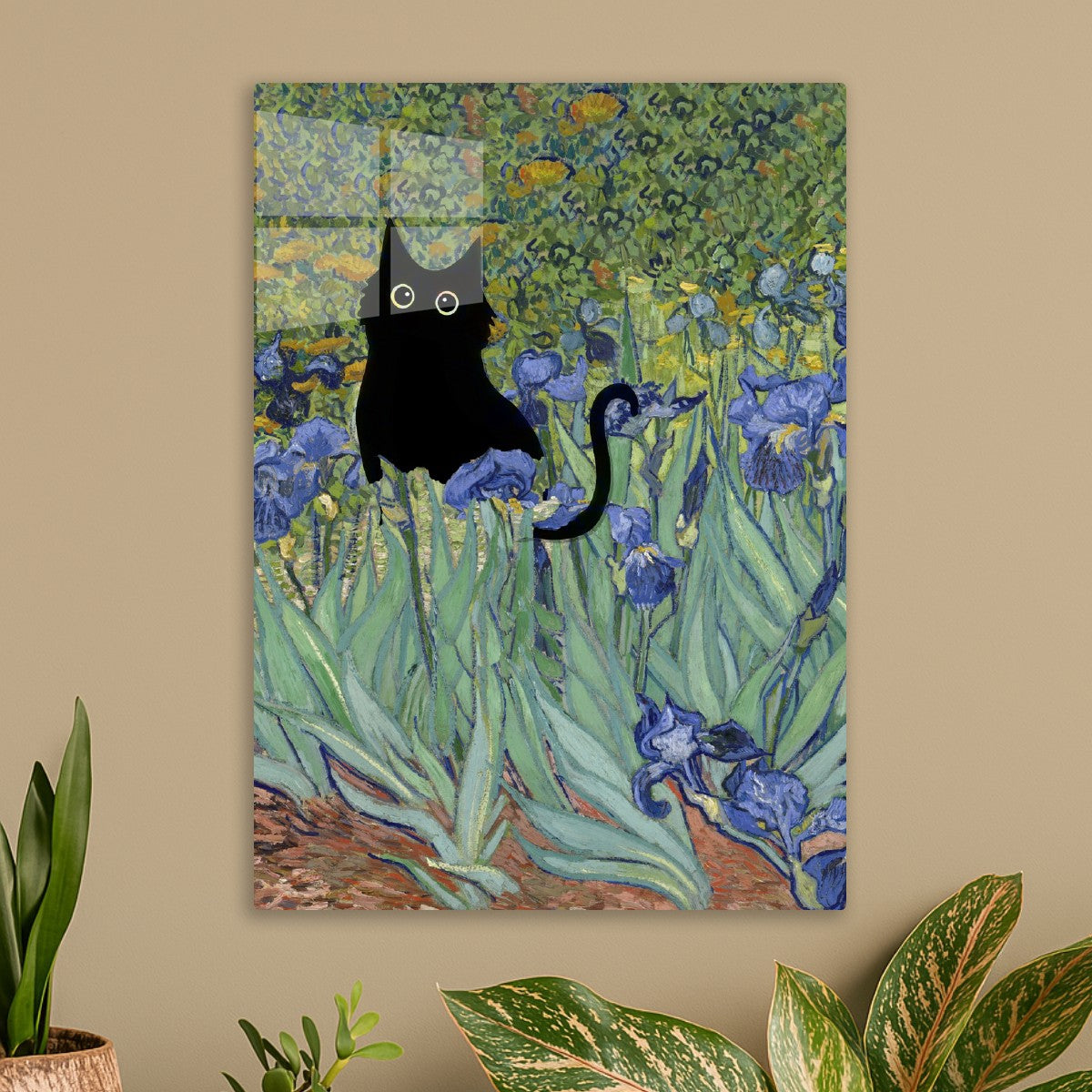 Black Cat Irises Flower
