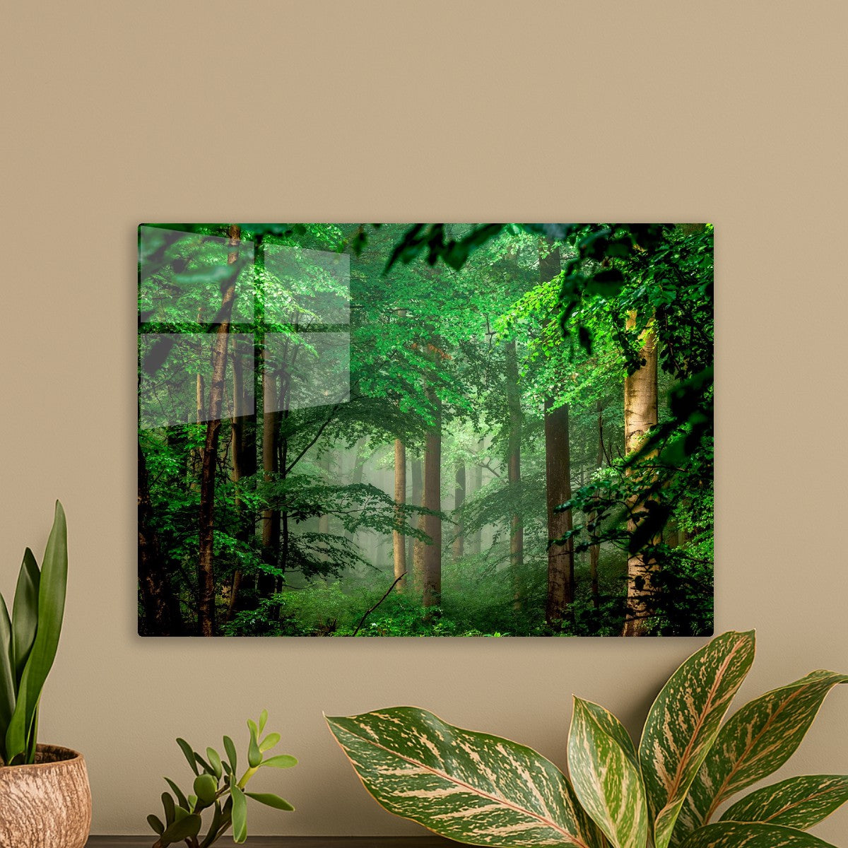 Forest nature trees