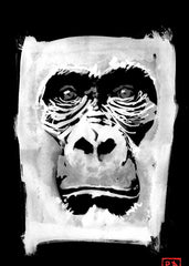 Gorilla in white