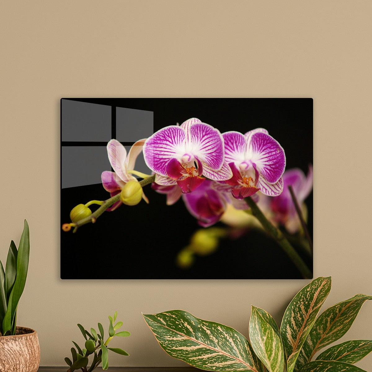 Vibrant Pink and White Orchid 