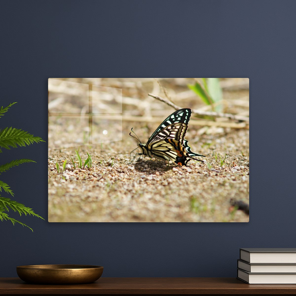 Delicate Butterfly in the Wild