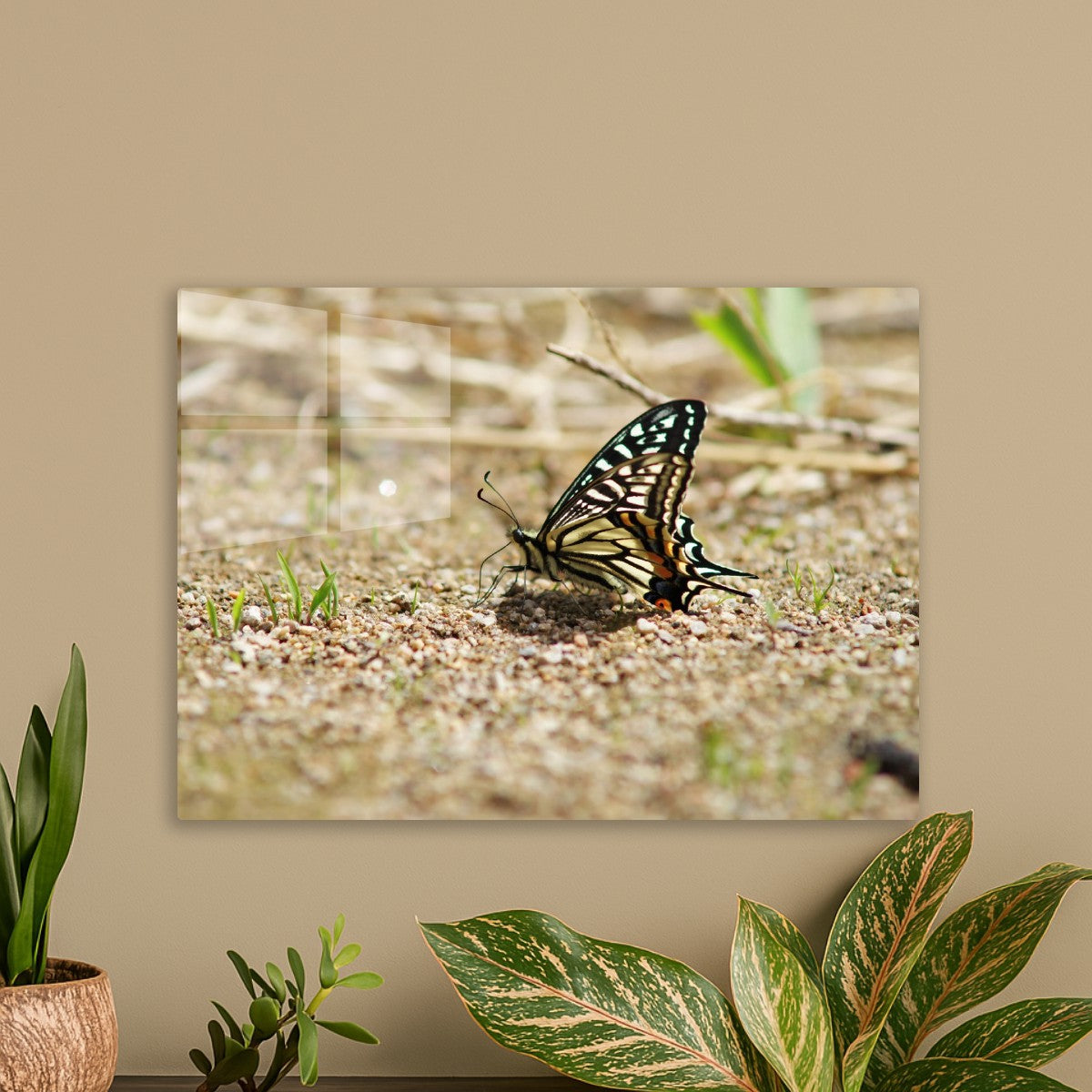 Delicate Butterfly in the Wild