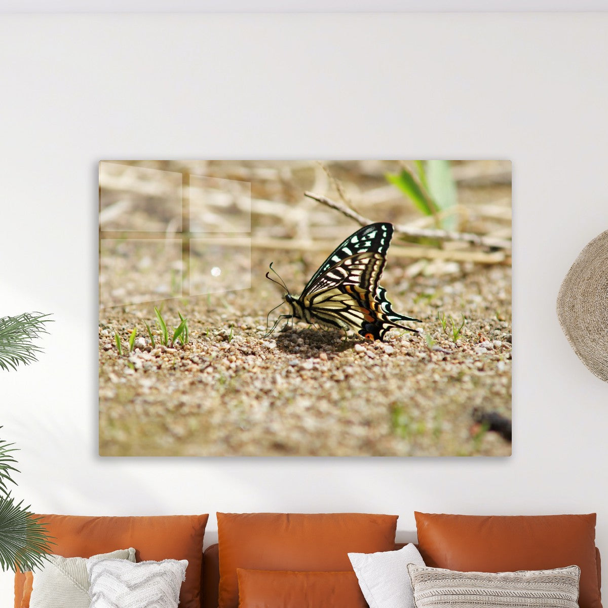 Delicate Butterfly in the Wild