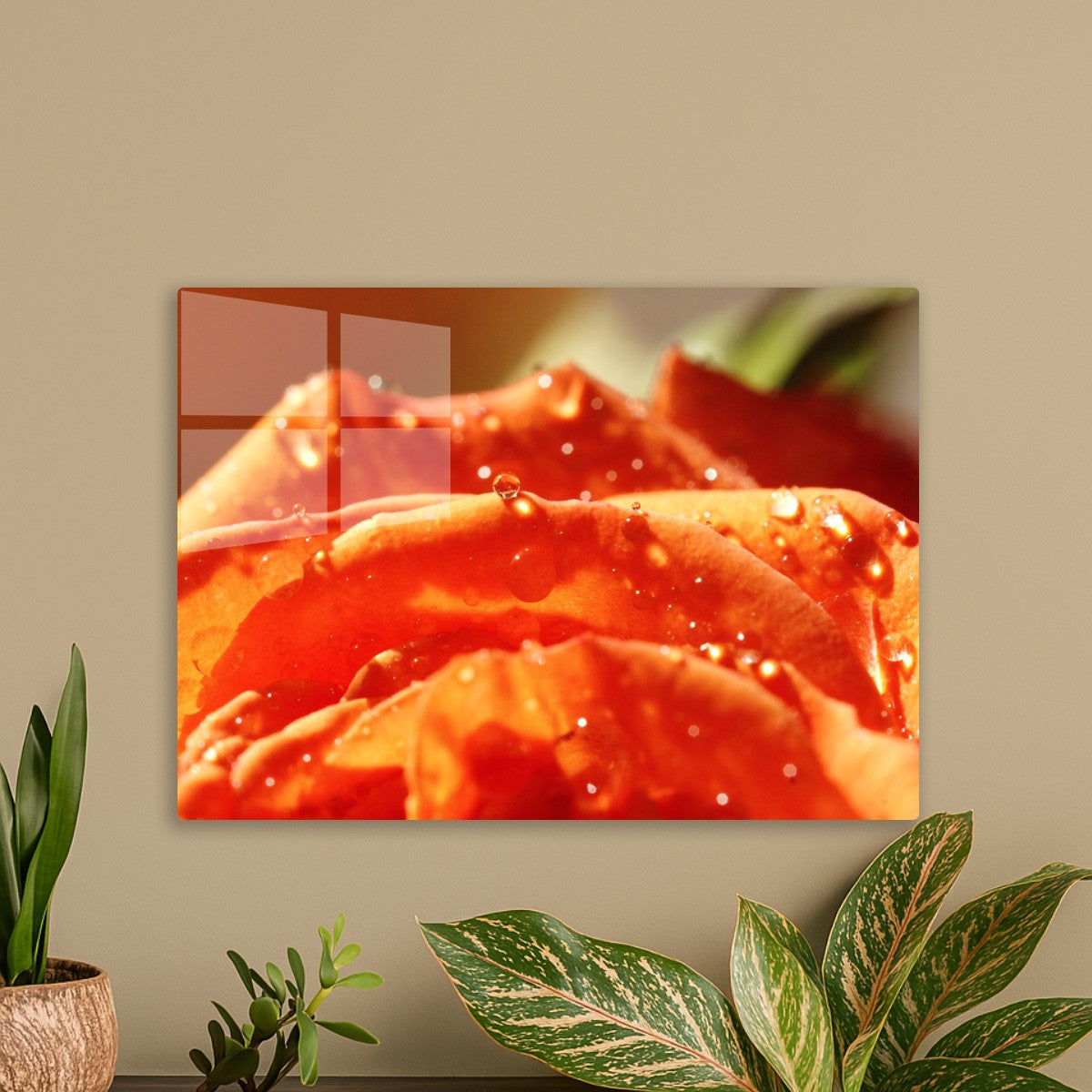 Sunkissed Orange Rose