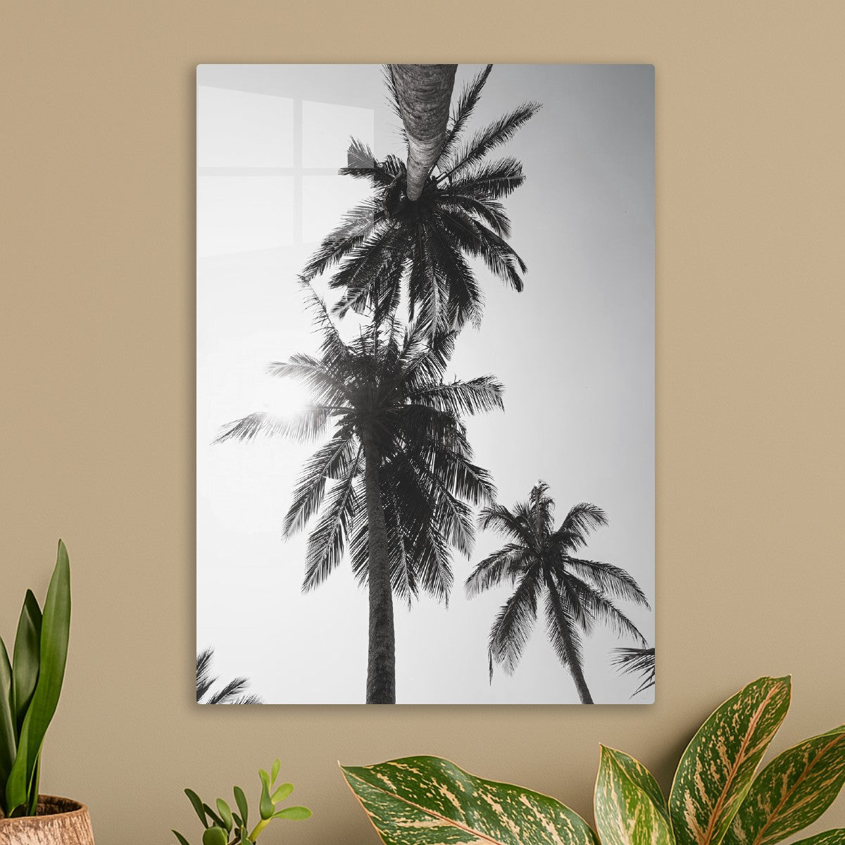 Palm trees