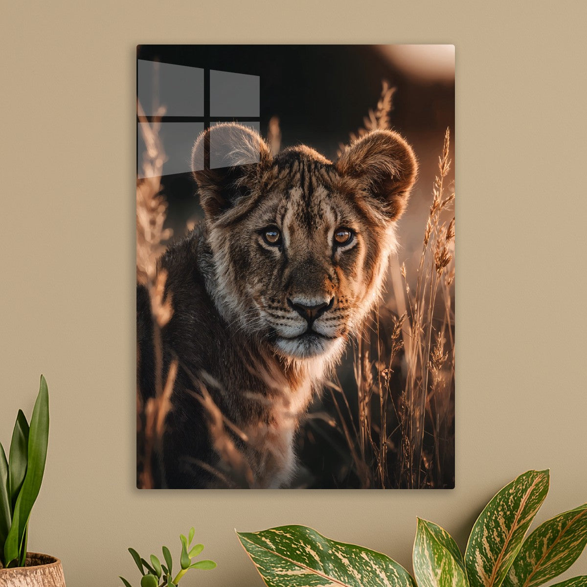 Lion Cub in Golden Light