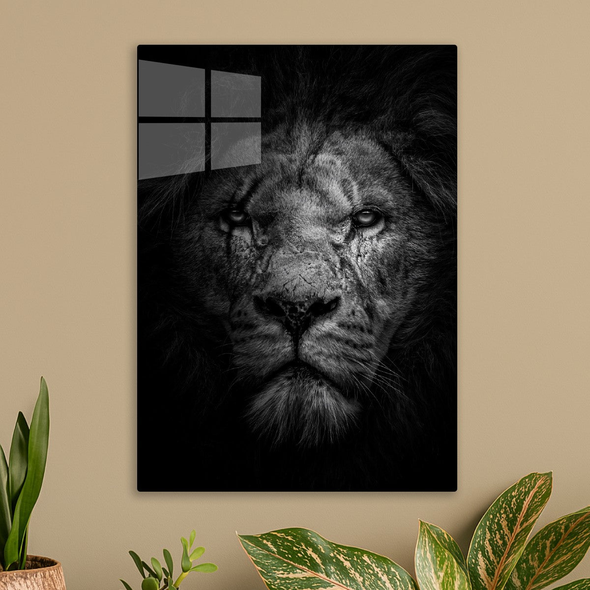 Angry wild lion