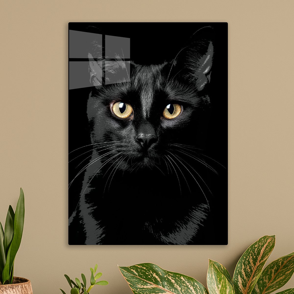 Black cat