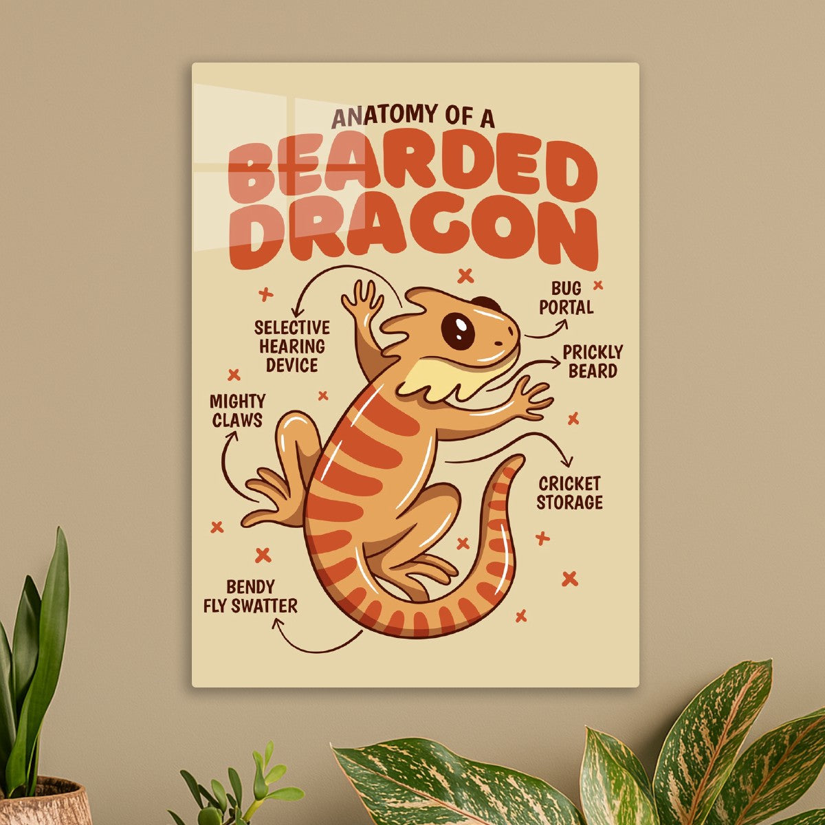 Bearded Dragon Anatomy