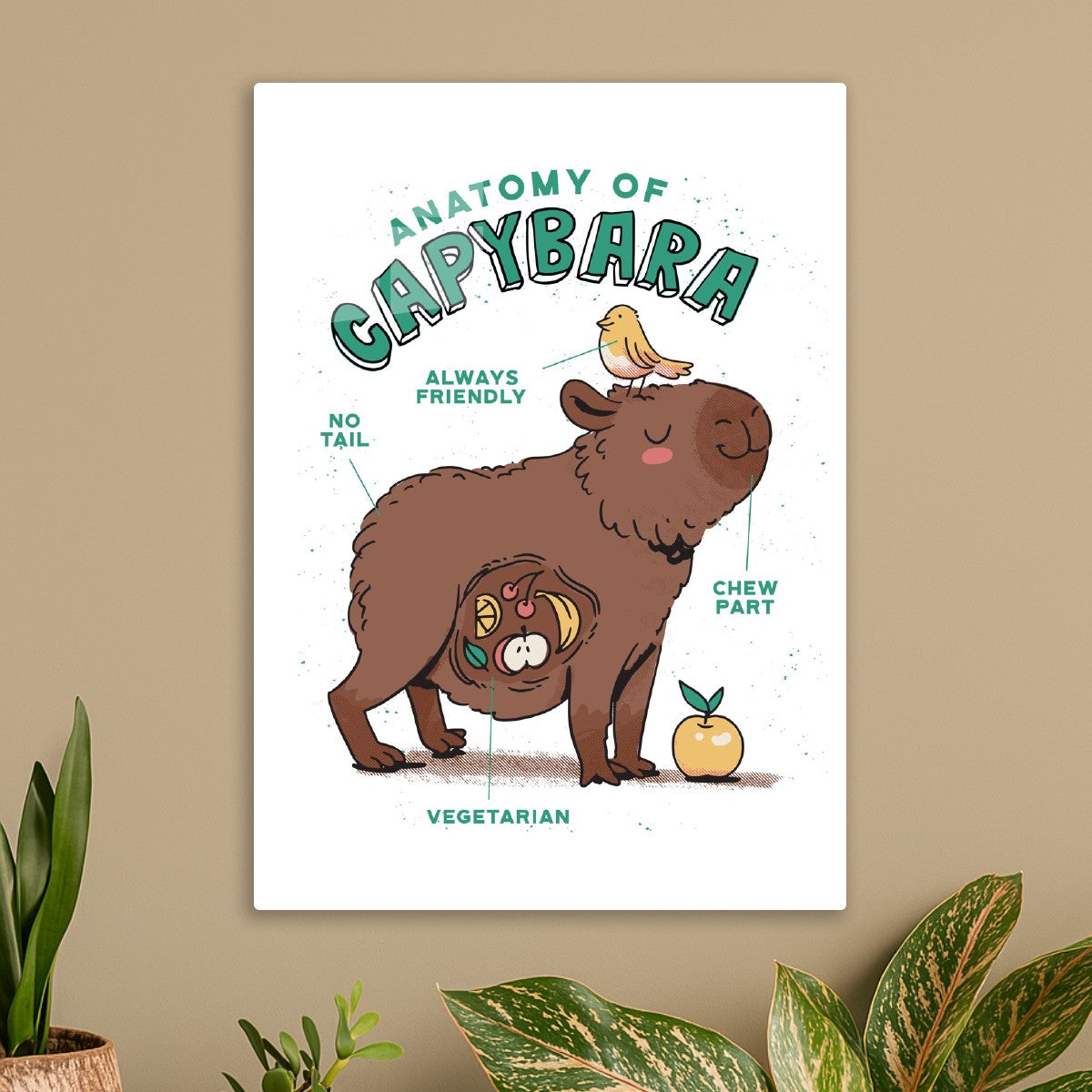 Capybara Anatomy