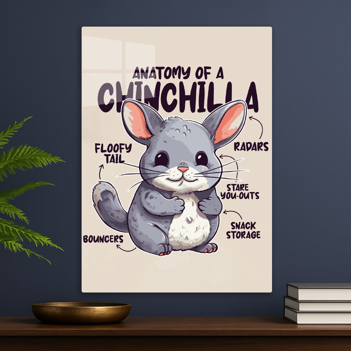 Chinchilla Anatomy 