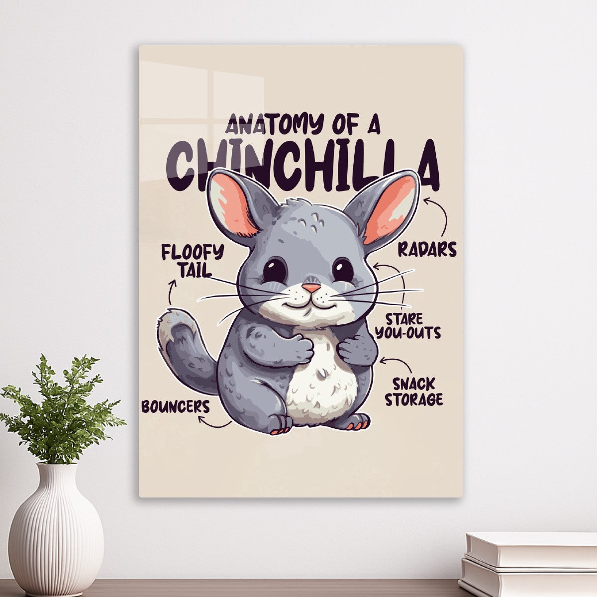 Chinchilla Anatomy 